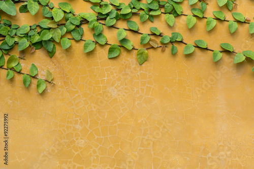 green ivy on old yellow wall