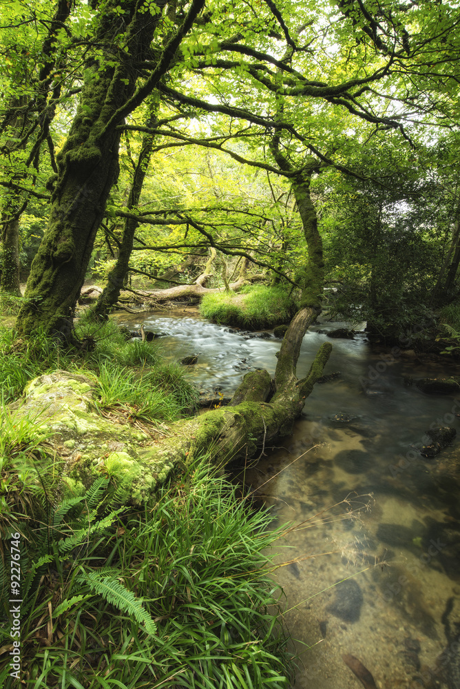 Obraz premium Beautiful landscape of river flowing through lush forest Golitha