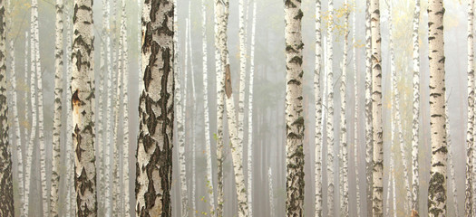 Fotobehang Berkenbos Berkenbomen panorama in vroege herfst  © yarbeer
