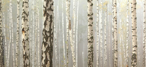 Grove of birch trees and dry grass in early autumn, fall panorama #92277153