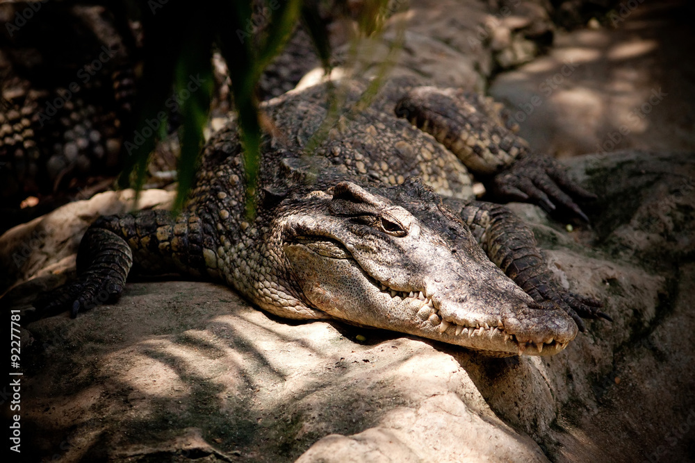 Fototapeta premium Crocodile River killer