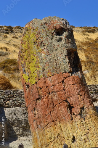 petrified forest on island Lesbos,world unique UNESCO,Greece photo