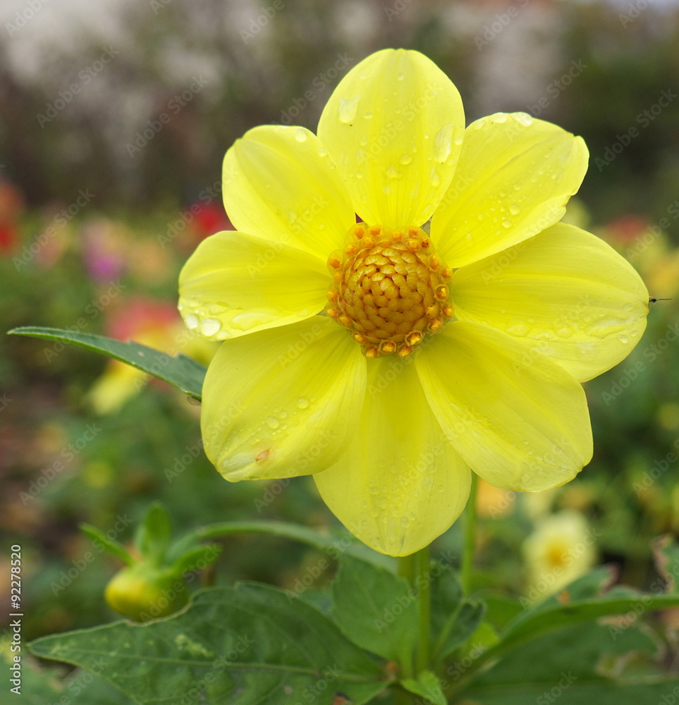 Fototapeta premium autumn garden flower with dew drops