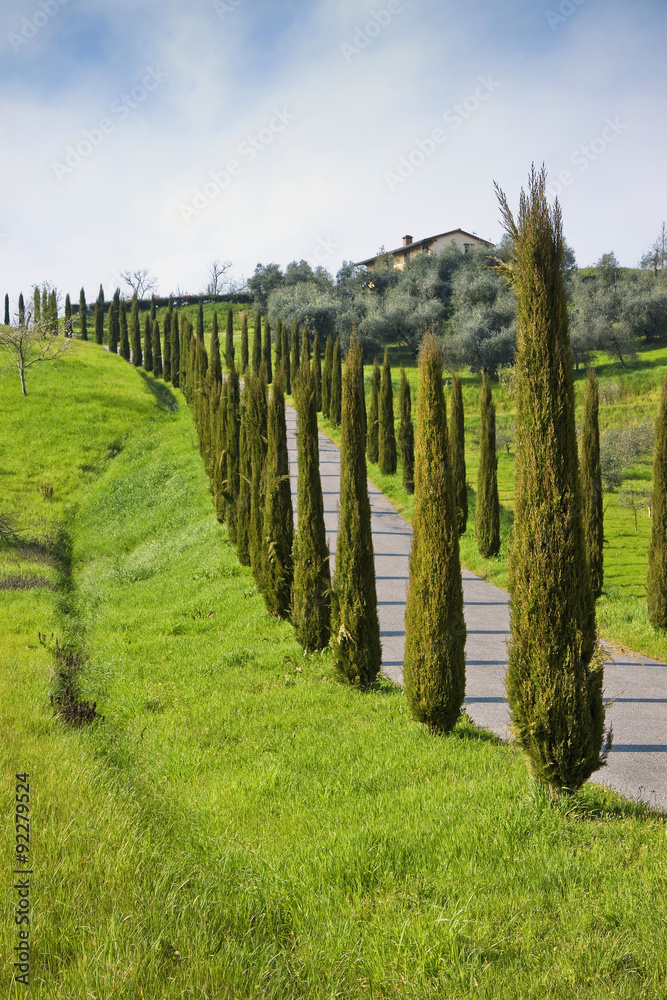 Country Tuscany road with cypresses (Italy)
