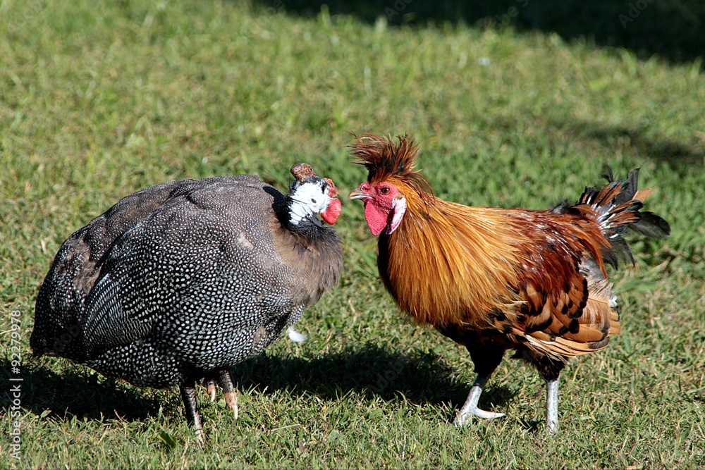 Fototapeta premium Coq et dinde