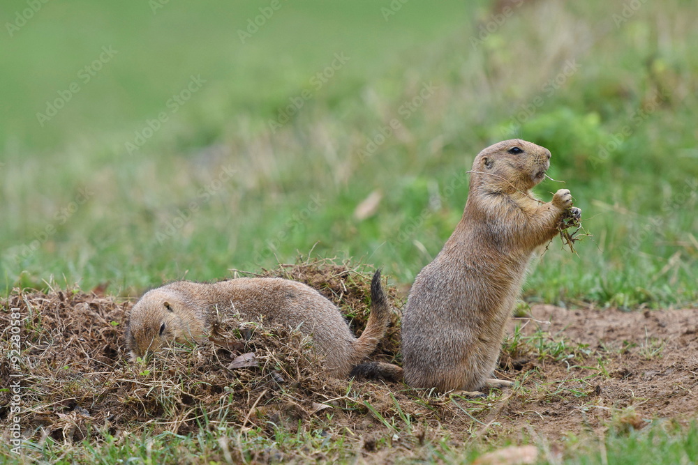 Fototapeta premium Schwarzschwanz-Präriehund (Cynomys ludovicianus)
