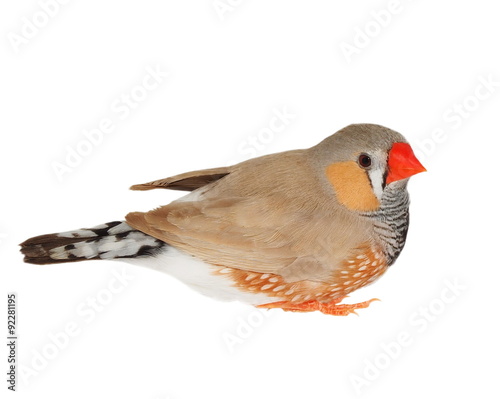 zebra finch isolated on white background with clipping path, taeniopygia guttata