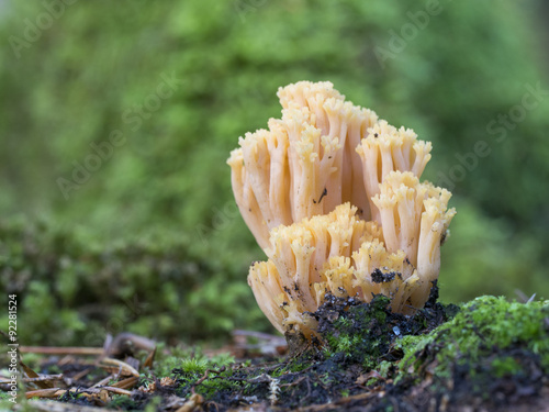 Dreifarbige Koralle, Ramaria formosa