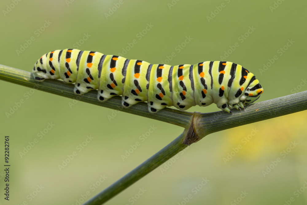 Raupe des Schwalbenschwanzes, Papilio machaon Raupe des Schwalbenschwanzes, Papilio machaon