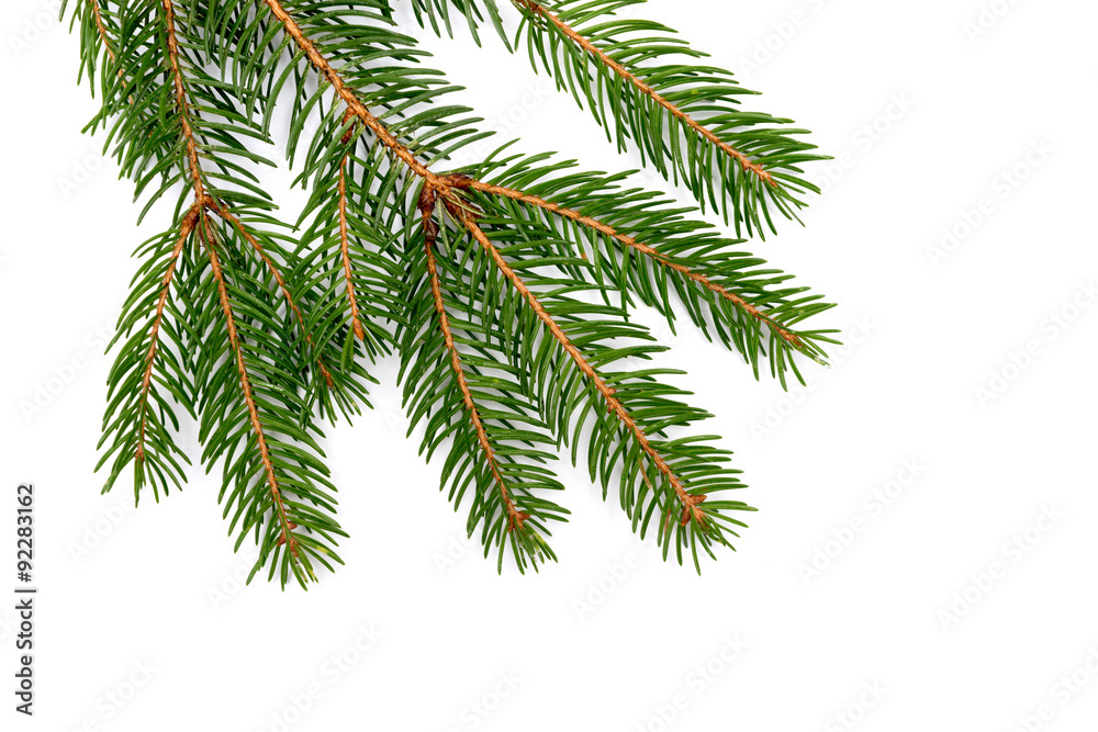 Fir branch isolated on white background