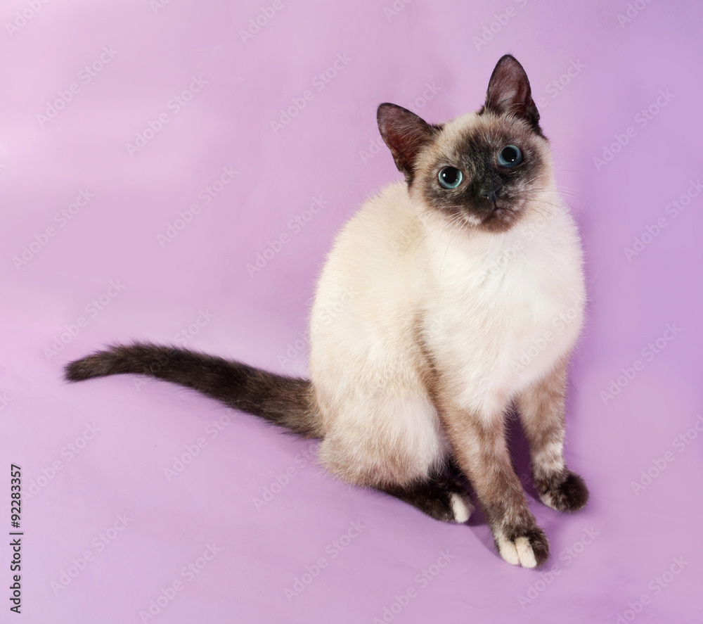 Thai kitten sitting on purple Thai kitten sitting on purple
