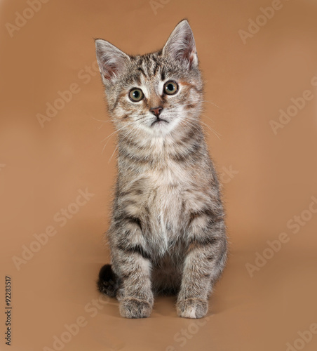 Tricolor kitten lies on brown