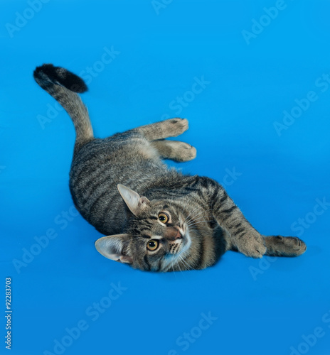Tabby kitten with yellow eyes lying on blue