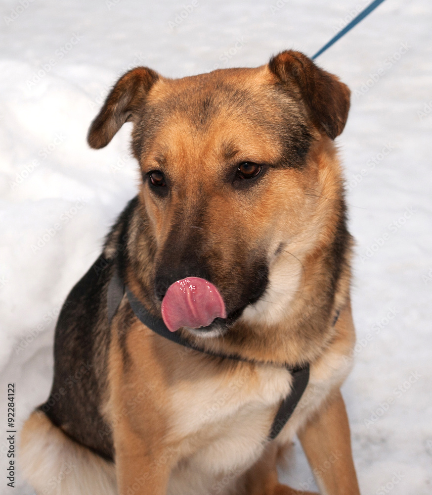 Red dog licked on snow background Red dog licked on snow background