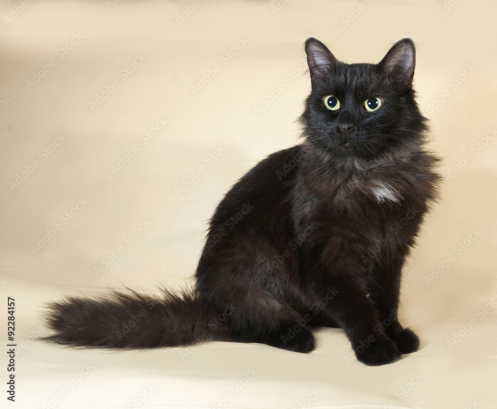 Fototapeta premium Black fluffy cat sits on yellow