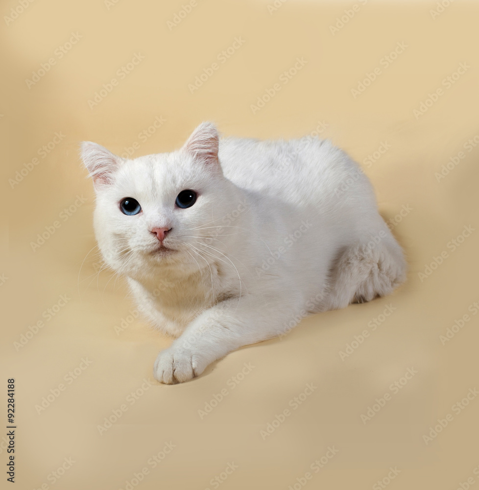Obraz premium White cat with blue eyes lying on yellow