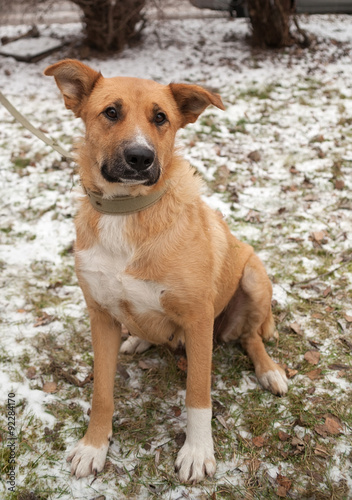 Red dog on leash standing on background of snow and grass