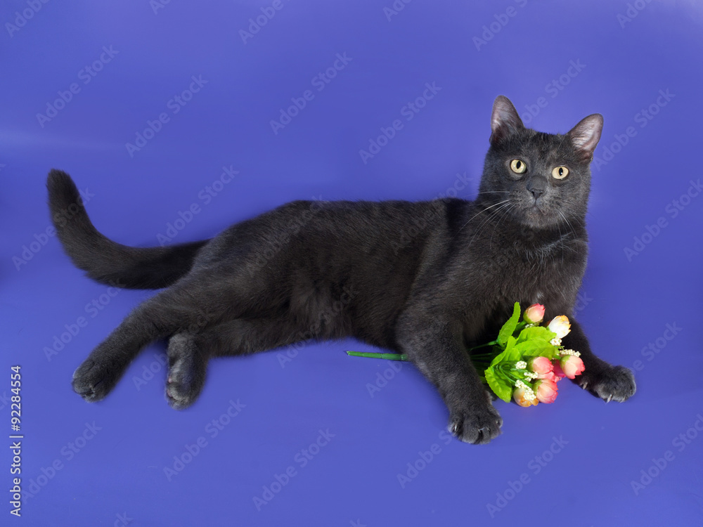 Russian blue cat lying next to bouquet of flowers on lilac