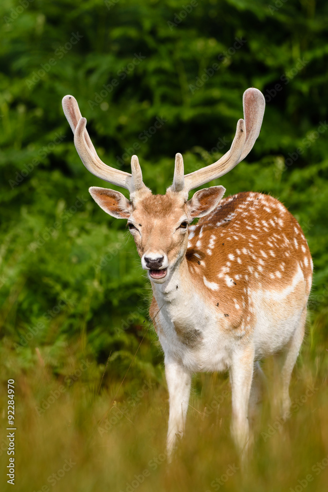 Portrait of a Fallow deer (Dama dama) Portrait of a Fallow deer (Dama dama)