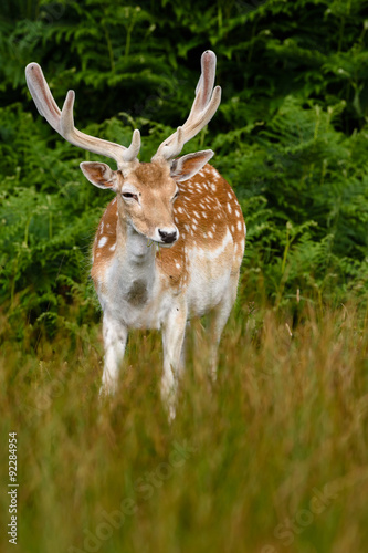 Portrait of a Fallow deer  Dama dama 