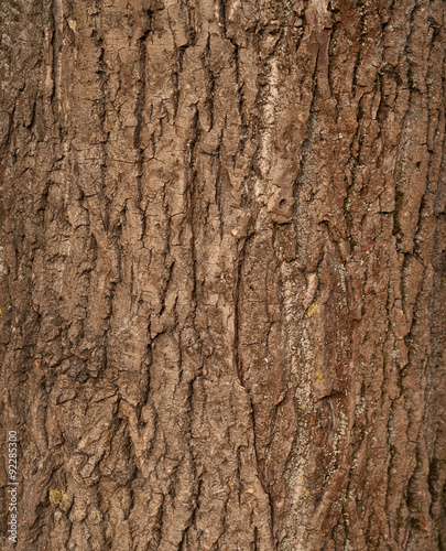 Texture of old tree bark