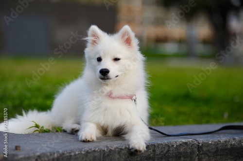 Tableau sur toile One little Japanese Spitz puppy sit on grass with funny face
