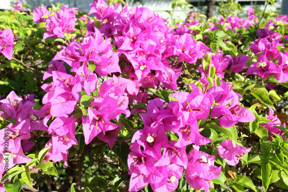 Obraz premium bougainvillea flower blooming in Thailand