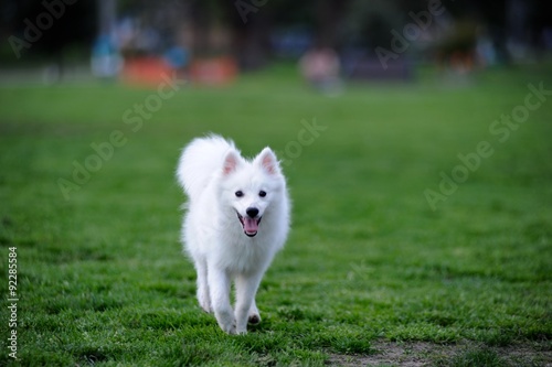 One cute little Japanese spitz puppy walking on grass