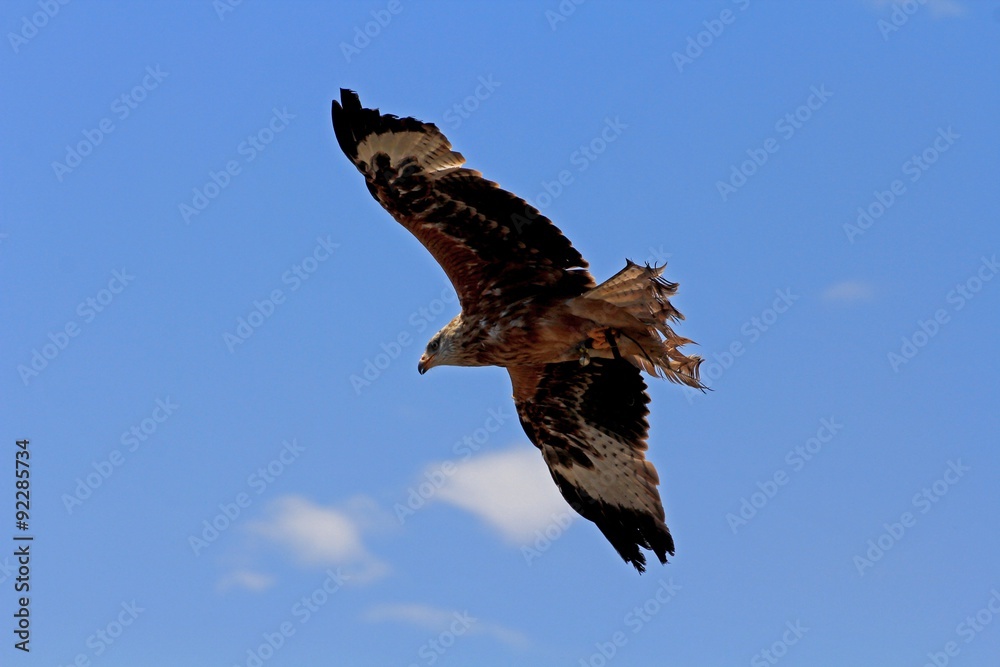 Fototapeta premium Raubvogel