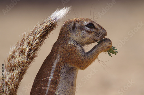 食べるケープアラゲジリス photo