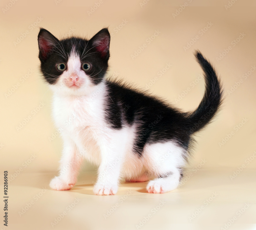 Black and white kitten sitting on yellow Black and white kitten sitting on yellow