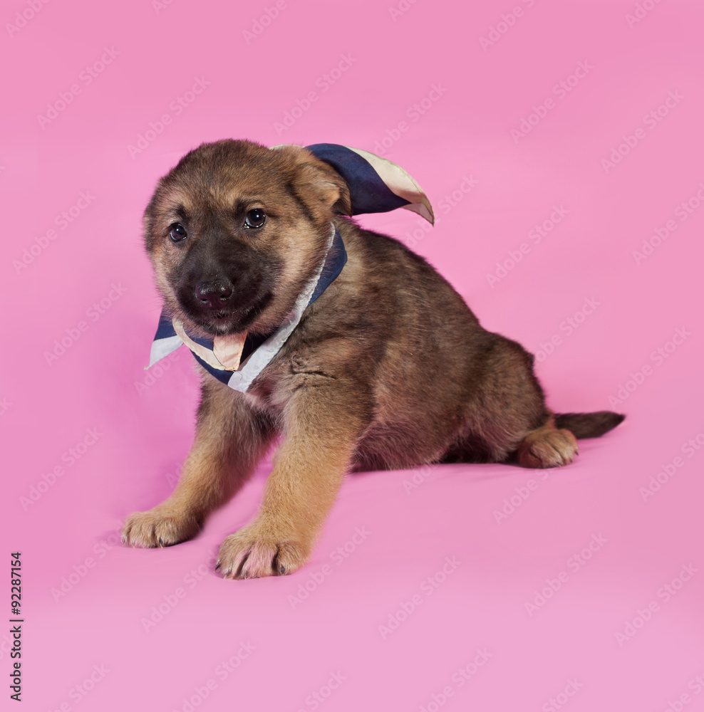 Brown puppy in blue bandanna sitting on pink Brown puppy in blue bandanna sitting on pink