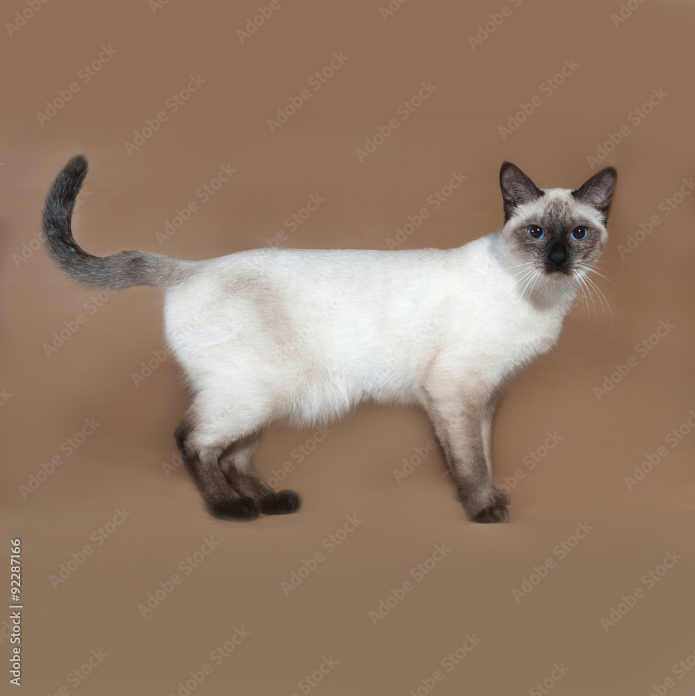 Thai cat with blue eyes standing on brown