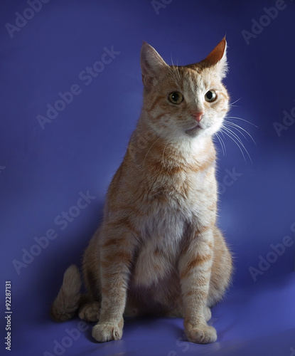Ginger tabby cat sitting on blue