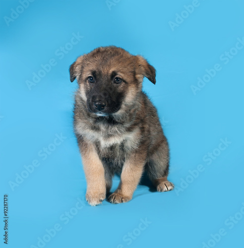 Brown puppy sitting on blue