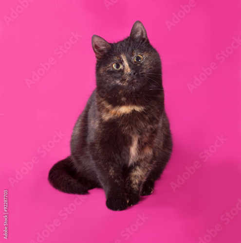 Black and red cat sitting on pink