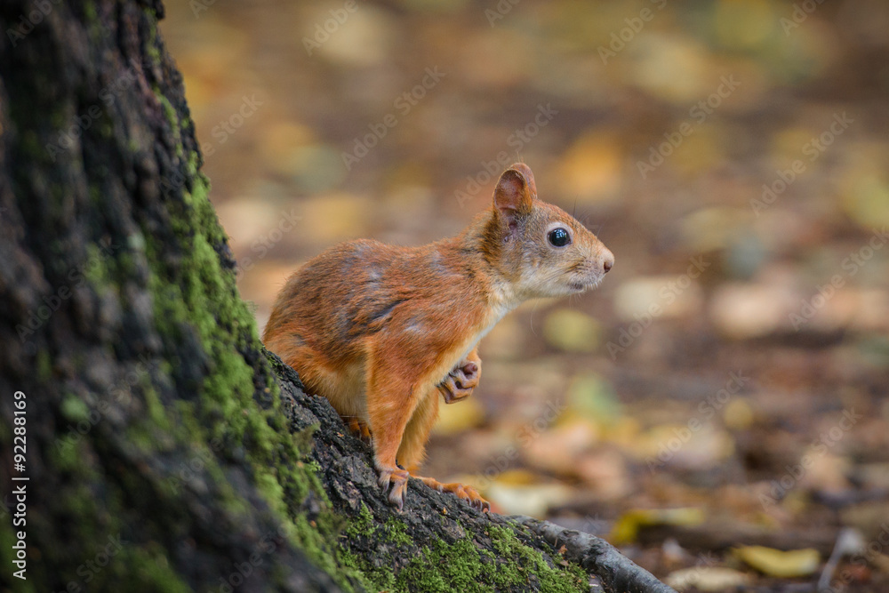 Curious squirrel Curious squirrel