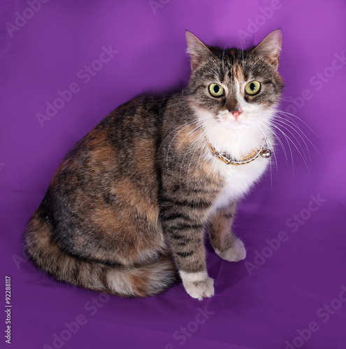 Tricolor striped cat sitting on lilac