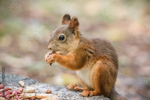 Curious squirrel © Denis Zaporozhtsev