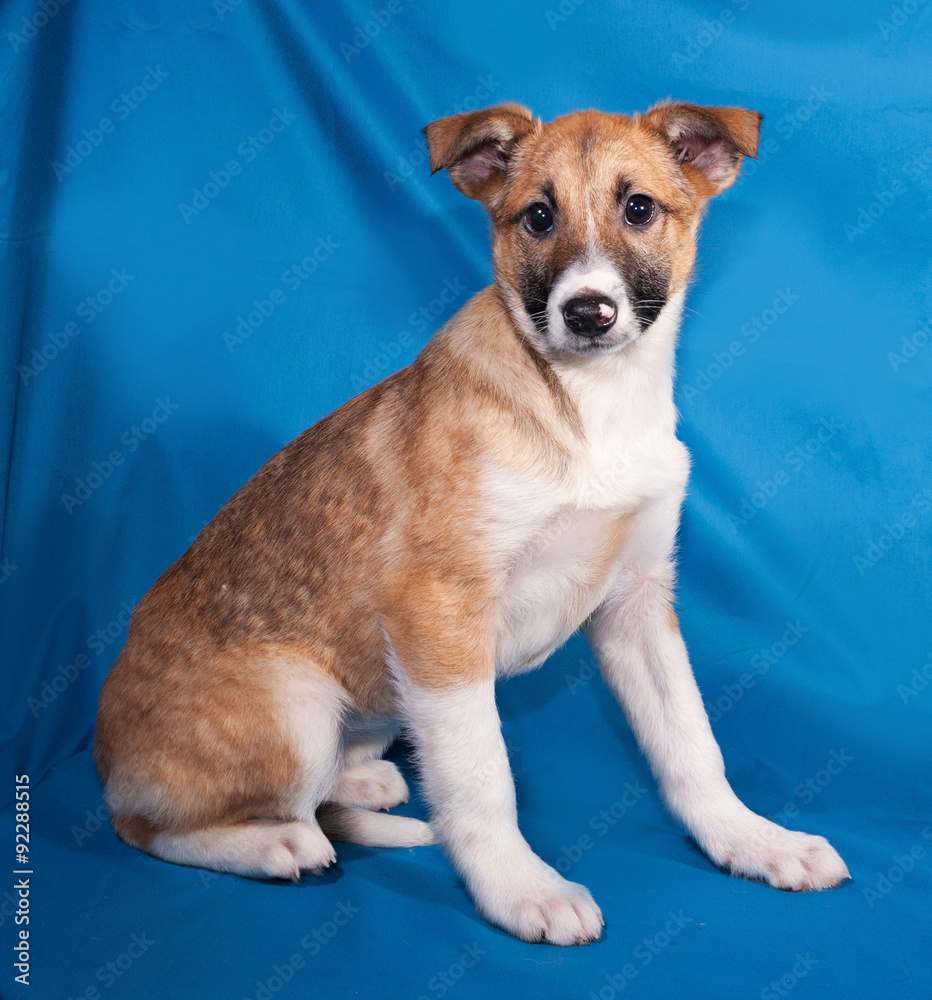 Red and white puppy sitting on blue Red and white puppy sitting on blue