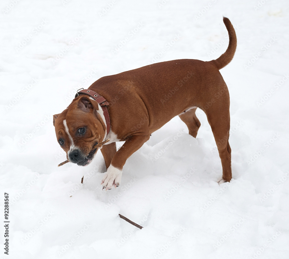 Red and White English Stafford on snow gnawing branch Red and White English Stafford on snow gnawing branch