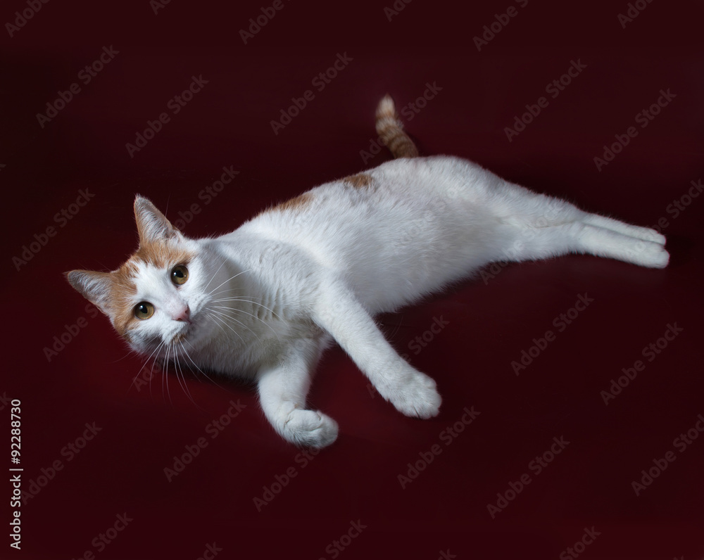 White and red cat lies on burgundy