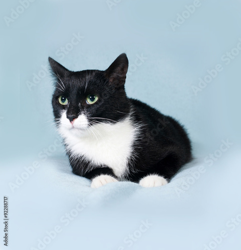 Black and white cat lying on blue