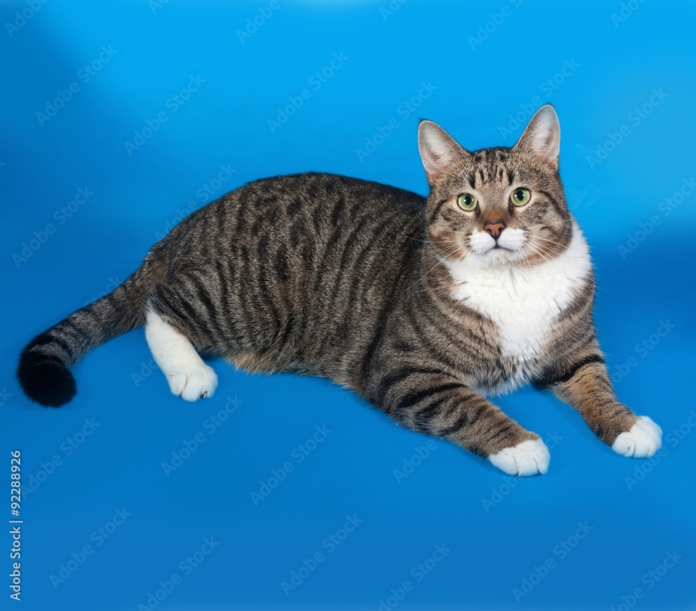 Tabby and white cat lying on blue Tabby and white cat lying on blue