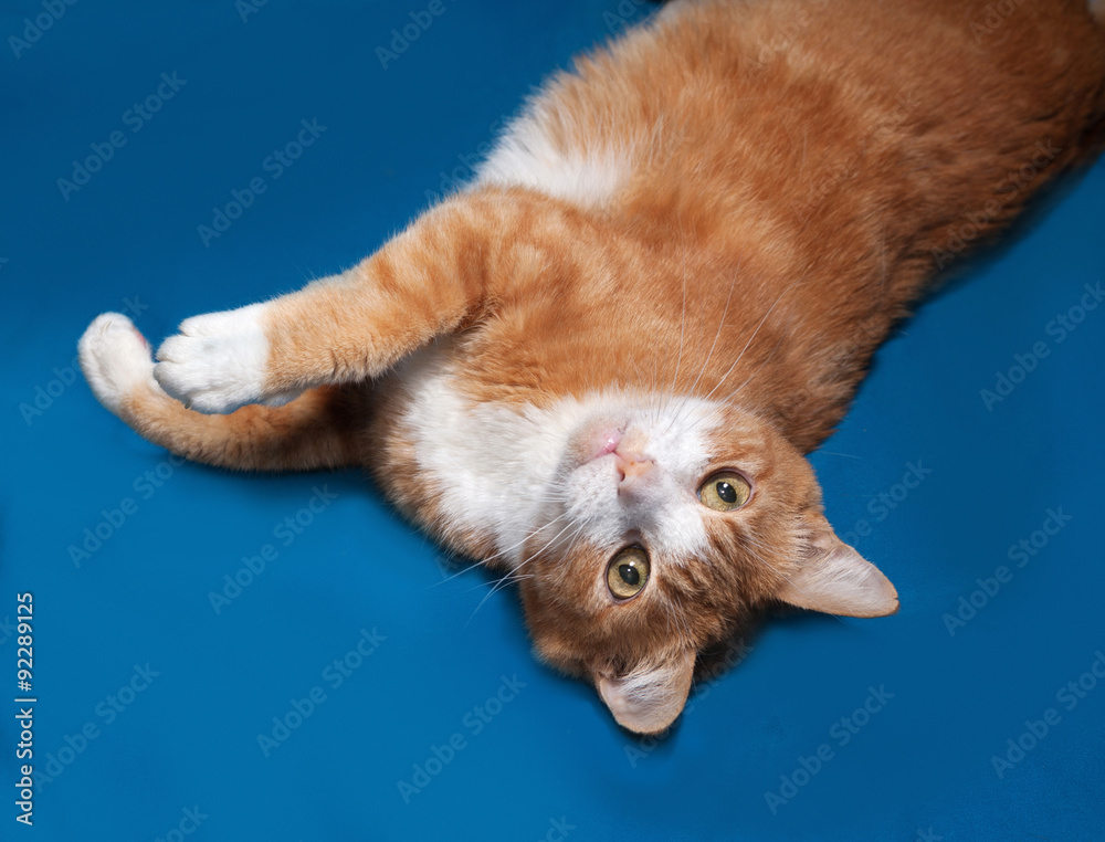Red and white cat lying on blue Red and white cat lying on blue
