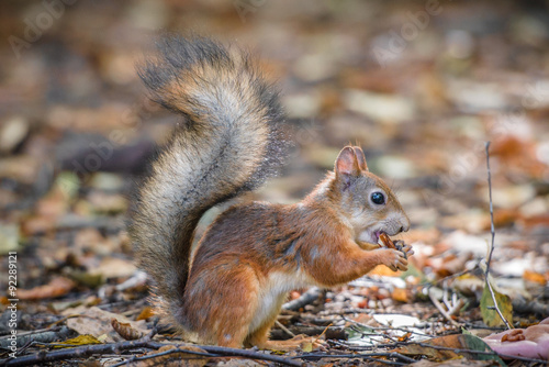 Curious squirrel  © Denis Zaporozhtsev