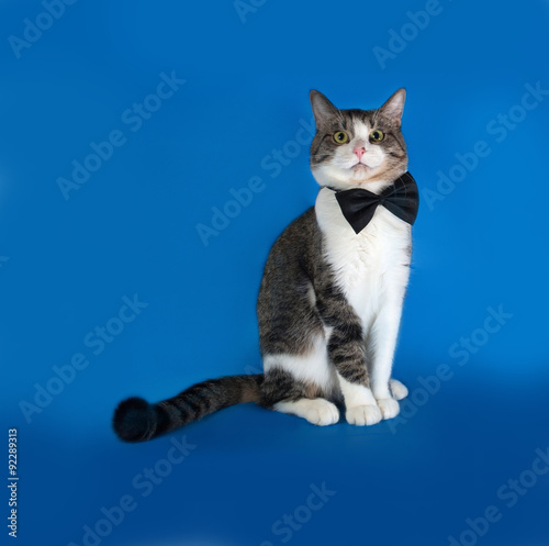 Tabby and white cat sitting on blue