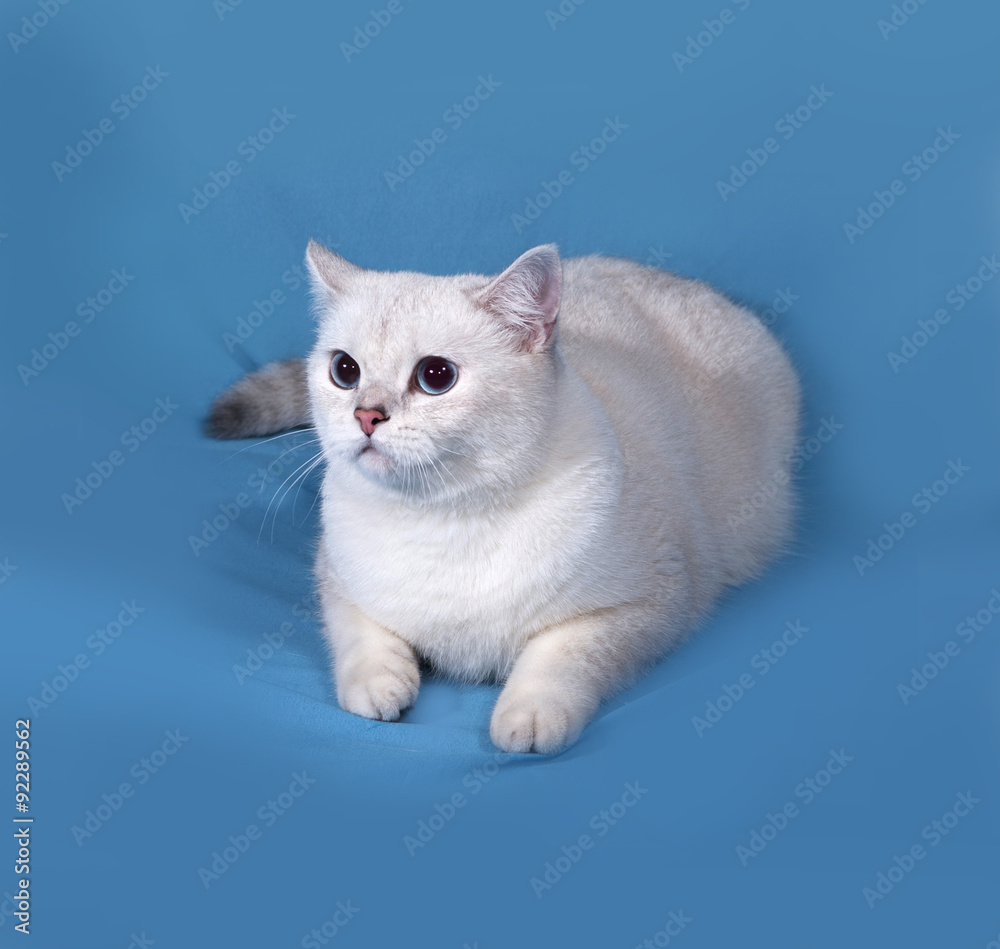 White Cat Scottish Straight lies on blue