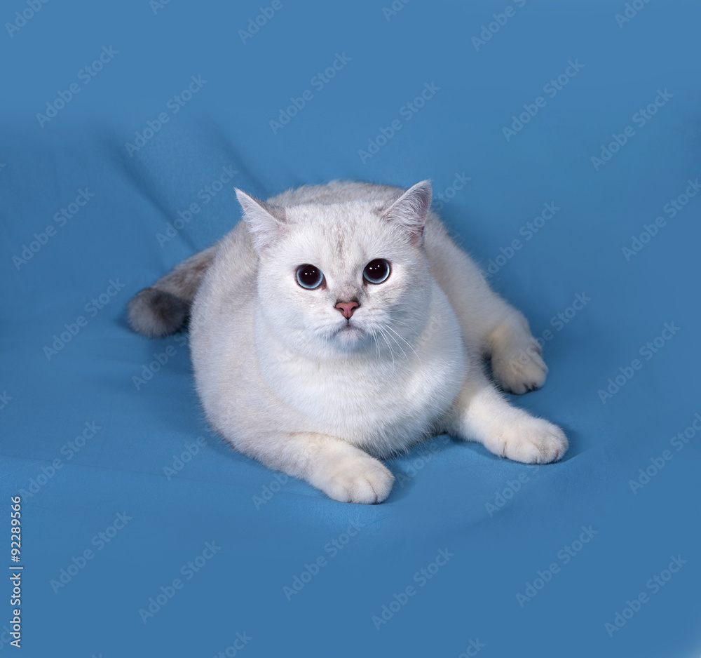 White Cat Scottish Straight lies on blue