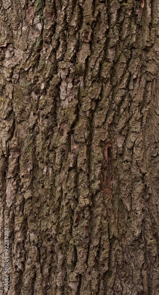 Texture of old tree bark covered with moss Texture of old tree bark covered with moss